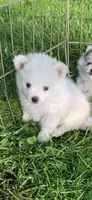 Casper, a male Pomsky for sale in Holt, MI – 4 of 4