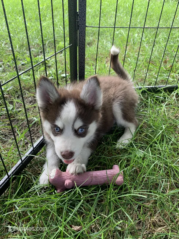 Blaze  – Pomeranian, Pomsky puppy for sale in Holt, MI