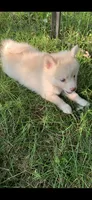 Sky, a male Pomeranian and Pomsky for sale in Holt, MI – 6 of 6