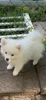 Casper, a male Pomeranian and Pomsky for sale in Holt, MI – 7 of 10
