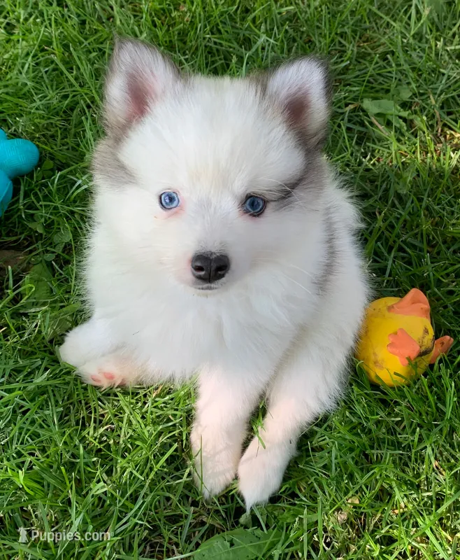 Bandit  – Pomsky puppy for sale in Holt, MI