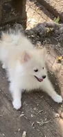 Frosty, a male Pomsky for sale in Holt, MI – 3 of 10