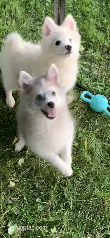 Olivia – Pomeranian, Pomsky puppy for sale in Holt, MI