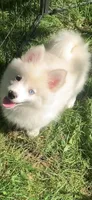 Poseidon, a male Pomeranian and Pomsky for sale in Holt, MI – 6 of 10
