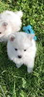 Casper, a male Pomsky for sale in Holt, MI – 2 of 4