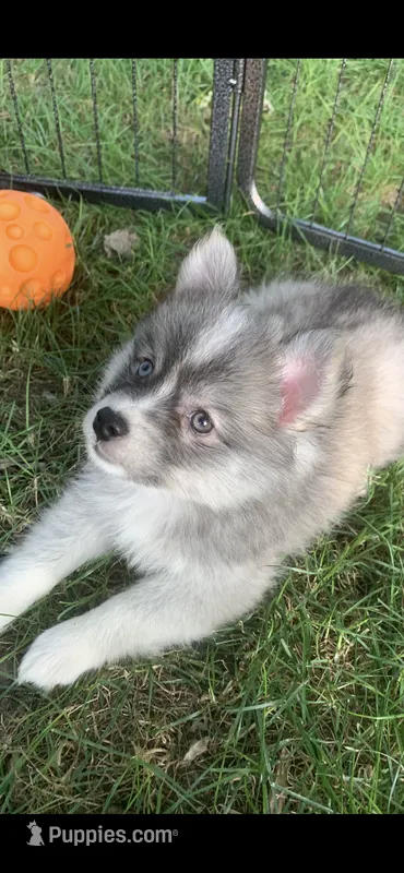 Olivia – Pomeranian, Pomsky puppy for sale in Holt, MI