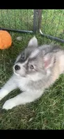 Olivia, a female Pomeranian and Pomsky for sale in Holt, MI – 1 of 5