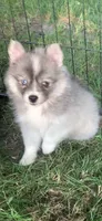 Olivia, a female Pomeranian and Pomsky for sale in Holt, MI – 2 of 5