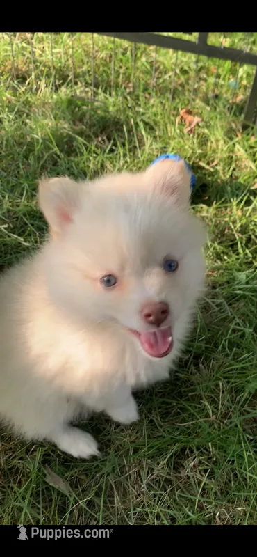 Niko  – Pomeranian, Pomsky puppy for sale in Holt, MI