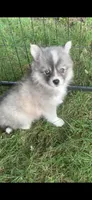 Olivia, a female Pomeranian and Pomsky for sale in Holt, MI – 3 of 5