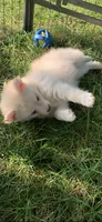 Niko , a male Pomeranian and Pomsky for sale in Holt, MI – 6 of 9