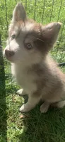 Timber , a male Pomeranian and Pomsky for sale in Holt, MI – 4 of 7