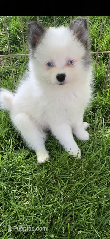 Toby – Pomsky puppy for sale in Holt, MI