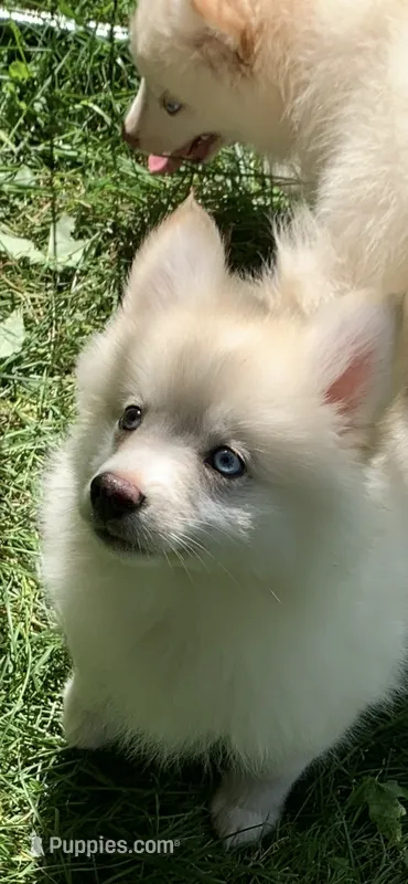 Simba  – Pomeranian, Pomsky puppy for sale in Holt, MI