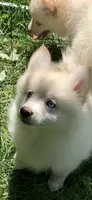 Simba , a male Pomeranian and Pomsky for sale in Holt, MI – 6 of 10