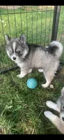 Aspen, a female Pomeranian and Pomsky for sale in Holt, MI – 4 of 8