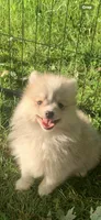 Nanook, a male Pomsky for sale in Holt, MI – 8 of 10