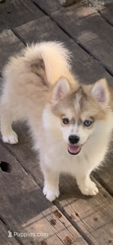 Skylar – Pomeranian, Pomsky puppy for sale in Holt, MI