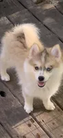 Skylar, a male Pomeranian and Pomsky for sale in Holt, MI – 1 of 9