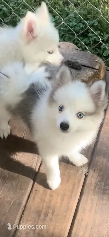 Bandit  – Pomeranian, Pomsky puppy for sale in Holt, MI