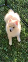 Teddy, a male Pomeranian and Pomsky for sale in Holt, MI – 7 of 10