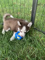 Cooper, a male Pomeranian and Pomsky for sale in Holt, MI – 10 of 10