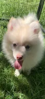 Niko , a male Pomeranian and Pomsky for sale in Holt, MI – 7 of 10