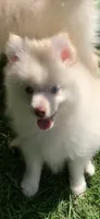 Niko , a male Pomeranian and Pomsky for sale in Holt, MI – 6 of 10