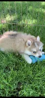 Skylar, a male Pomeranian and Pomsky for sale in Holt, MI – 4 of 4
