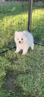 Kody, a male Pomeranian and Pomsky for sale in Holt, MI – 6 of 9