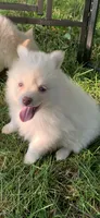 Niko , a male Pomeranian and Pomsky for sale in Holt, MI – 9 of 9