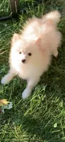 Frosty, a male Pomsky for sale in Holt, MI – 5 of 10