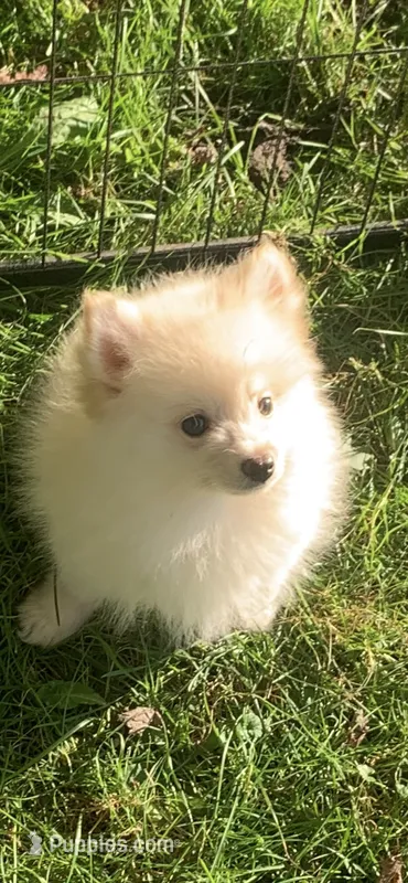 Frosty – Pomsky puppy for sale in Holt, MI