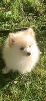 Frosty, a male Pomsky for sale in Holt, MI – 4 of 6