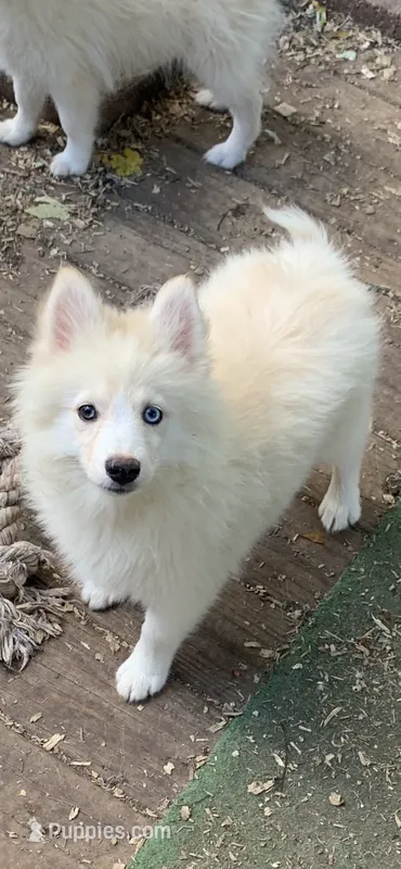 Simba  – Pomeranian, Pomsky puppy for sale in Holt, MI