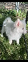 Prince, a male Pomeranian and Pomsky for sale in Holt, MI – 3 of 9