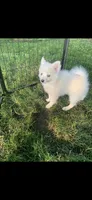Prince, a male Pomeranian and Pomsky for sale in Holt, MI – 8 of 9