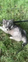 Aspen, a female Pomeranian and Pomsky for sale in Holt, MI – 6 of 8