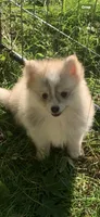Nanook, a male Pomsky for sale in Holt, MI – 10 of 10
