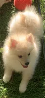 Teddy, a male Pomeranian and Pomsky for sale in Holt, MI – 4 of 4