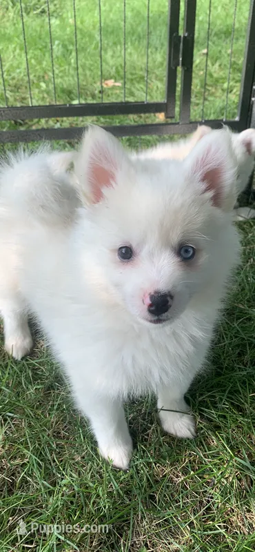 Poseidon – Pomeranian, Pomsky puppy for sale in Holt, MI