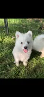 Simba , a male Pomeranian and Pomsky for sale in Holt, MI – 2 of 10