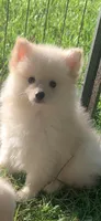 Frosty, a male Pomsky for sale in Holt, MI – 6 of 6