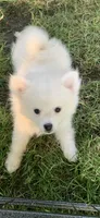 Casper, a male Pomeranian and Pomsky for sale in Holt, MI – 6 of 10