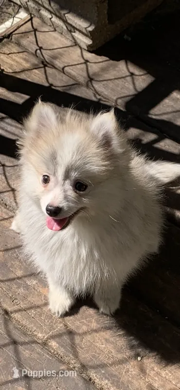 Nanook – Pomsky puppy for sale in Holt, MI