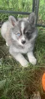 Aspen, a female Pomeranian and Pomsky for sale in Holt, MI – 7 of 8