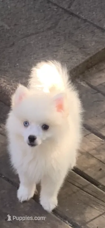 Kody – Pomeranian, Pomsky puppy for sale in Holt, MI