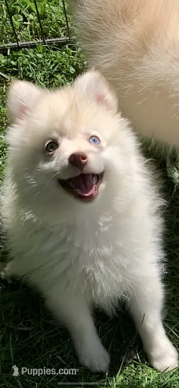 Niko  – Pomeranian, Pomsky puppy for sale in Holt, MI