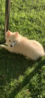 Simba , a male Pomeranian and Pomsky for sale in Holt, MI – 3 of 10