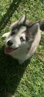 Aria , a female Pomeranian and Pomsky for sale in Holt, MI – 3 of 9